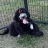 Beautiful Bernedoodle puppies