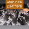 AKC Puppies Available