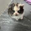 Calico Persian 7/31/24