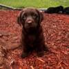 AKC Registered Female Chocolate Labrador Retriever Puppy