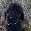 ((Reduced))Seeking good homes AKC registered Standard Poodle Puppy