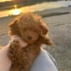 Toy Poodle