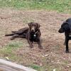 Reduced! AkC Labrador Retrievers