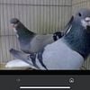 Im looking for this type of pigeon its called esfahani pigeon