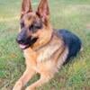 German Shephard for sale