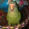 Female blue crown conure