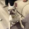 Female Merle French Bulldog