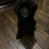 POODLE PUPPY FOR SALE