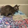 Devon rex  blue female