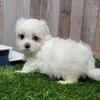 Bella – Beautiful Female Maltese Puppy | Call/Text (325) 733-0339