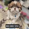 shihtzu boy