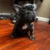 AKC FRENCH BULLDOG PUPPIES