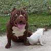 3 year old Male American Bully for sale