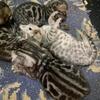 Bengal kittens 