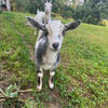Nigerian Dwarf Doeling