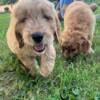 Goldendoodle Puppy! Rtg home