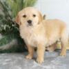 AKC Golden Retriever Puppies AVAILABLE NOW