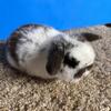 Holland Lop Broken Chocolate Buck Born 3/9/2026 Ready for Easter