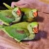 Alexandrine Siblings