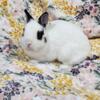 Purebred Female Netherland Dwarf 