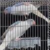 Blue Opaline Cleartails
