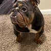 STUD SERVICE Mini English Bulldog