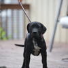 5 Month old female Presa Canario