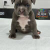 American Bully Puppies