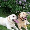 AKC Yellow Labrador Puppies