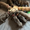 ICCF CANE CORSO PUPPIES DOB: 05/23/2023 3.5 weeks old