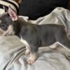 French Bulldog For sale