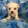 Maltese 