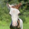 Sorrel Pinto Colt With Two Blue Eyes Available