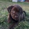 AKC Chocolate Lab Puppies