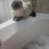 Scottish fold for sale $600