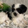 Shih Tzu pups in Lagrange Indiana