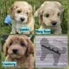 Mini Goldendoodle puppies toy micro