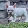 French Bulldog Female