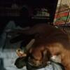 Boxer puppies not registered