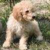 Medium F1bb Goldendoodle