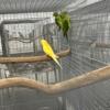 Baby Plumhead parakeet for sale