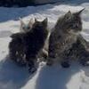 Gorgeous tica Maine coon kittens text 740-979-9668