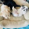 Beautiful, Loving Morkie Puppies