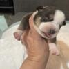 Puppies for sale in Houston Texas