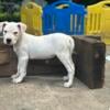 Dogo Argentino Puppies