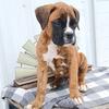 AKC Boxer puppies