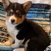 Corgi Female