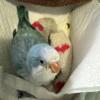 Baby blue quaker parrot for sale Miami