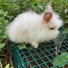 Lionhead Does