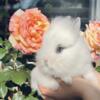 Lionhead Rabbits Bunnies